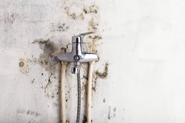 Best Best Mold Removal Companies  in Thorndale, TX
