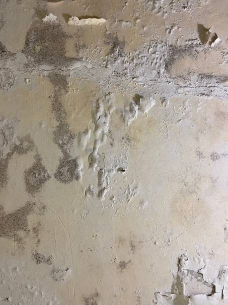 Best Black Mold Removal  in Thorndale, TX