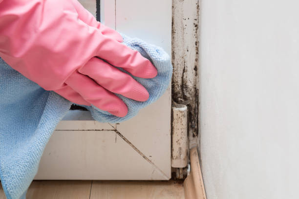 Mold Removal Process in Thorndale, TX