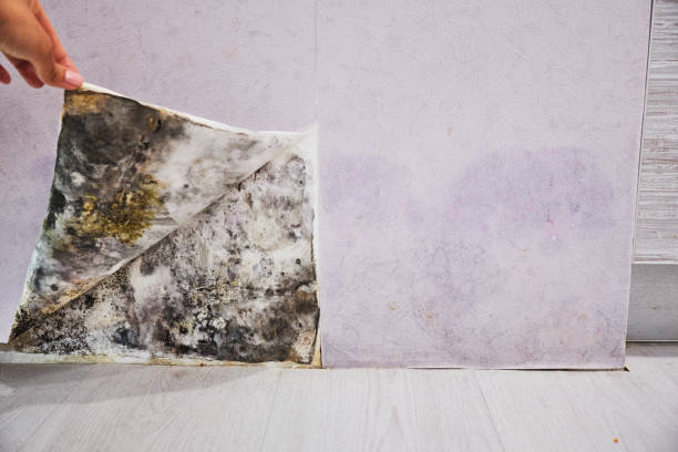 Best Mold Damage Repair  in Thorndale, TX